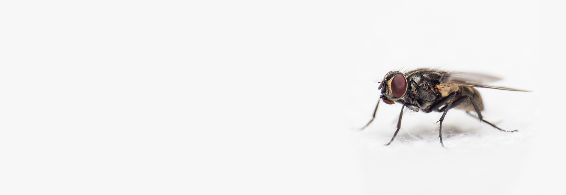 Professional Pest Control Services Waikato Wide