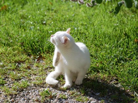 weisse-katze-in-der-sonne-kratzt-sich_Dieter-Hawlan_shutterstock_124085761.jpg